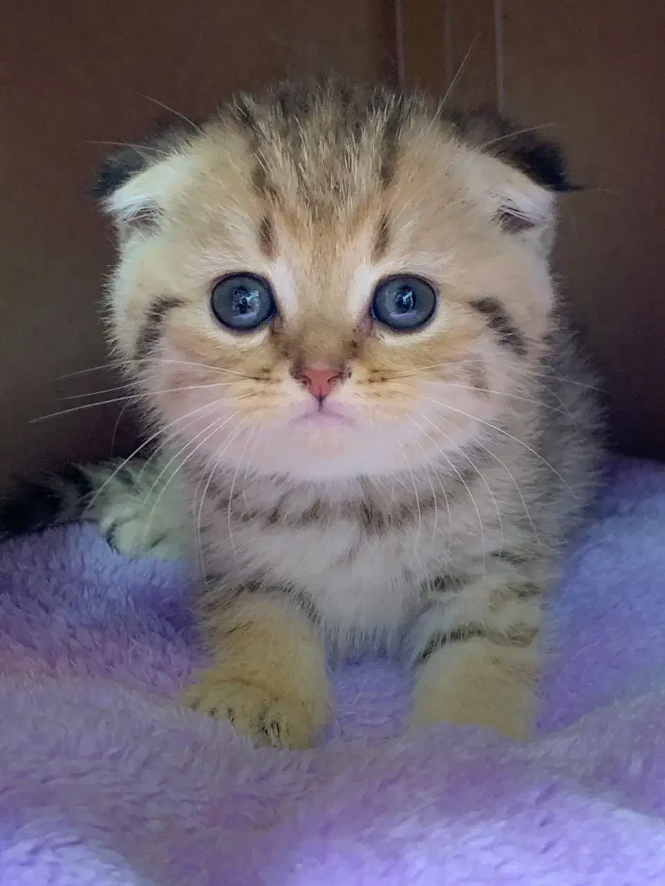 اسکاتیش گلد|گربه|رشت, چله خانه|دیوار