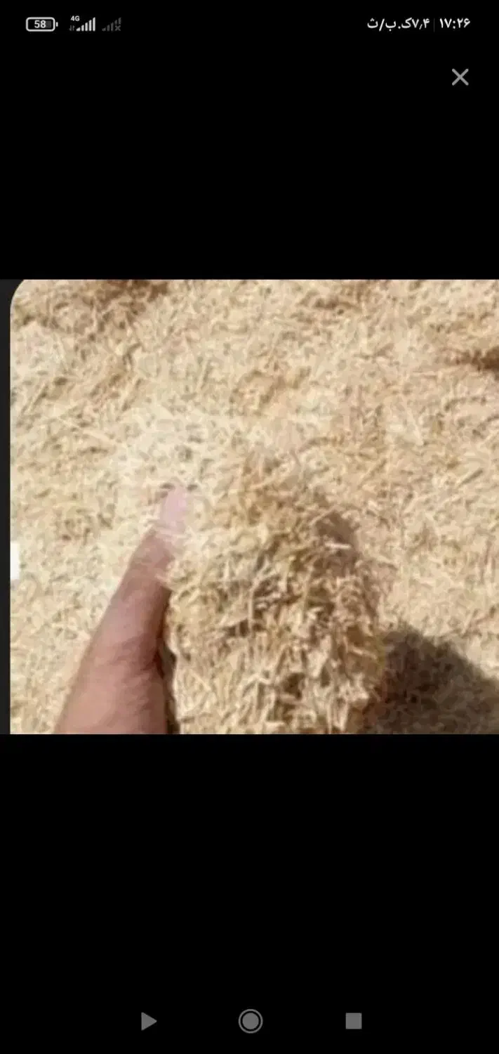 کاه دیم|حیوانات مزرعه|جوانرود, |دیوار