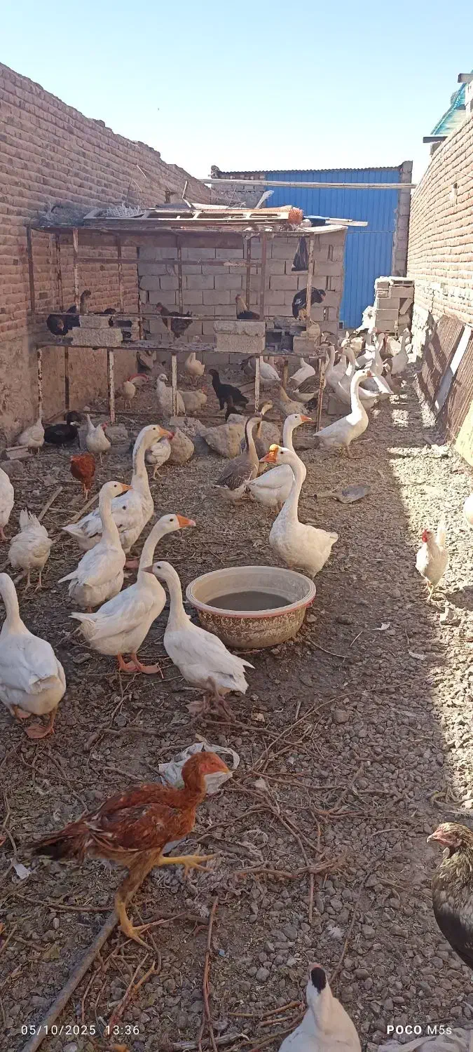 قوغاز|حیوانات مزرعه|بناب, |دیوار