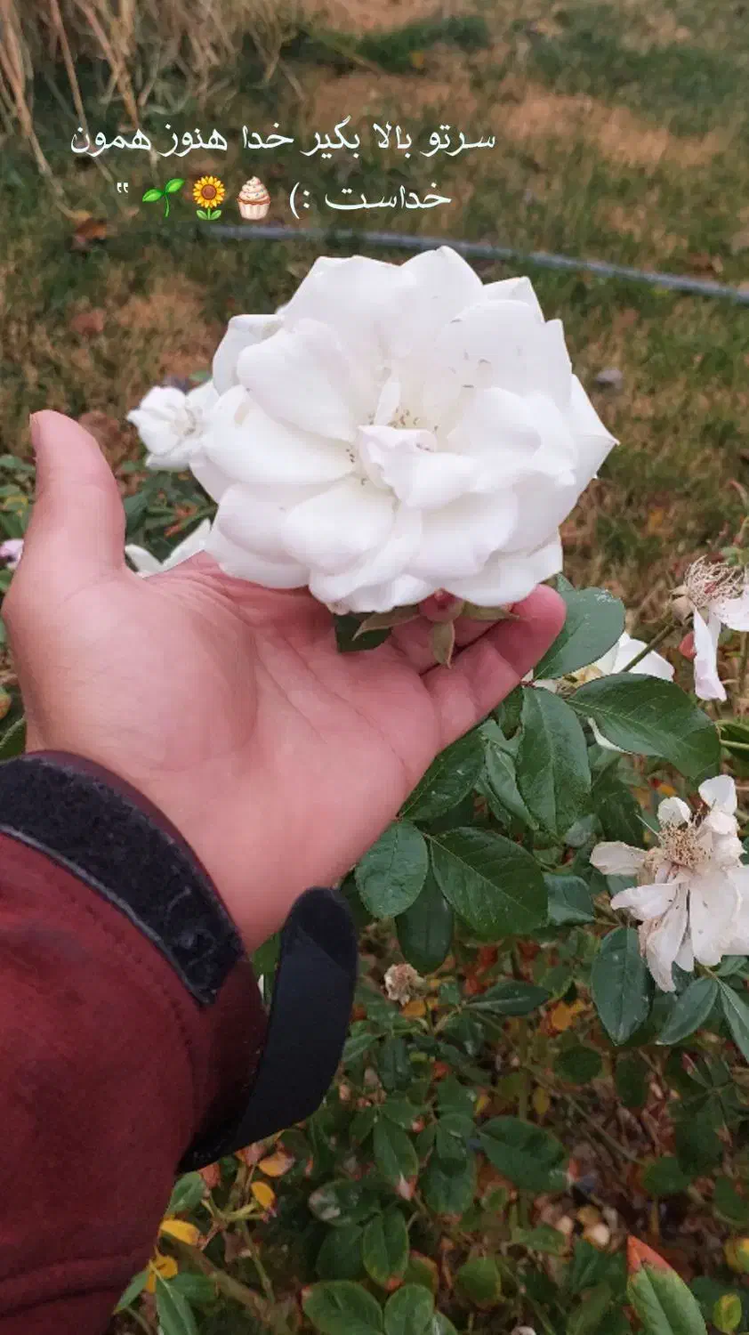 گلدان|گل و گیاه طبیعی|زاهدان, |دیوار