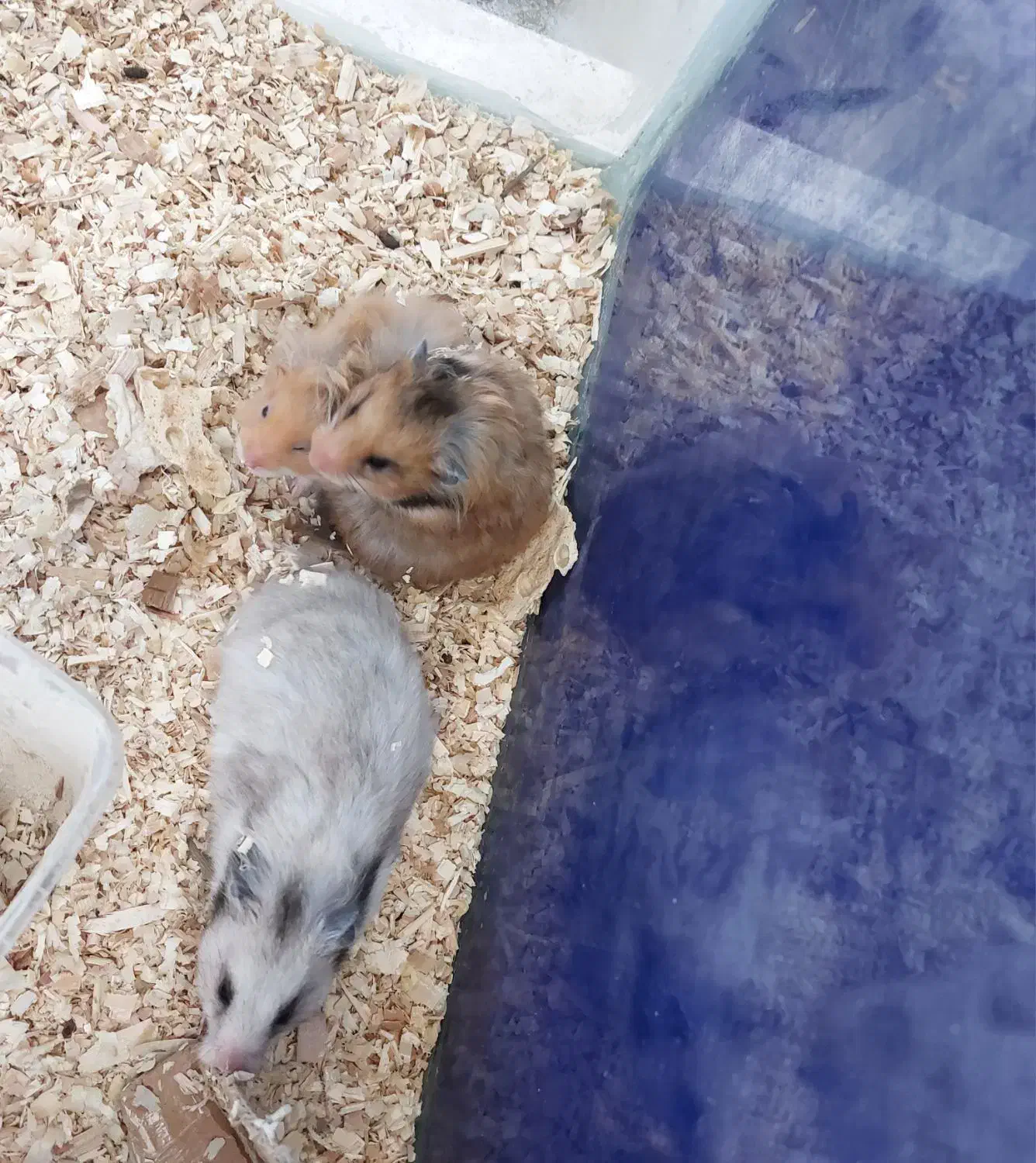 همستر کمپل|موش و خرگوش|خرمآباد, |دیوار