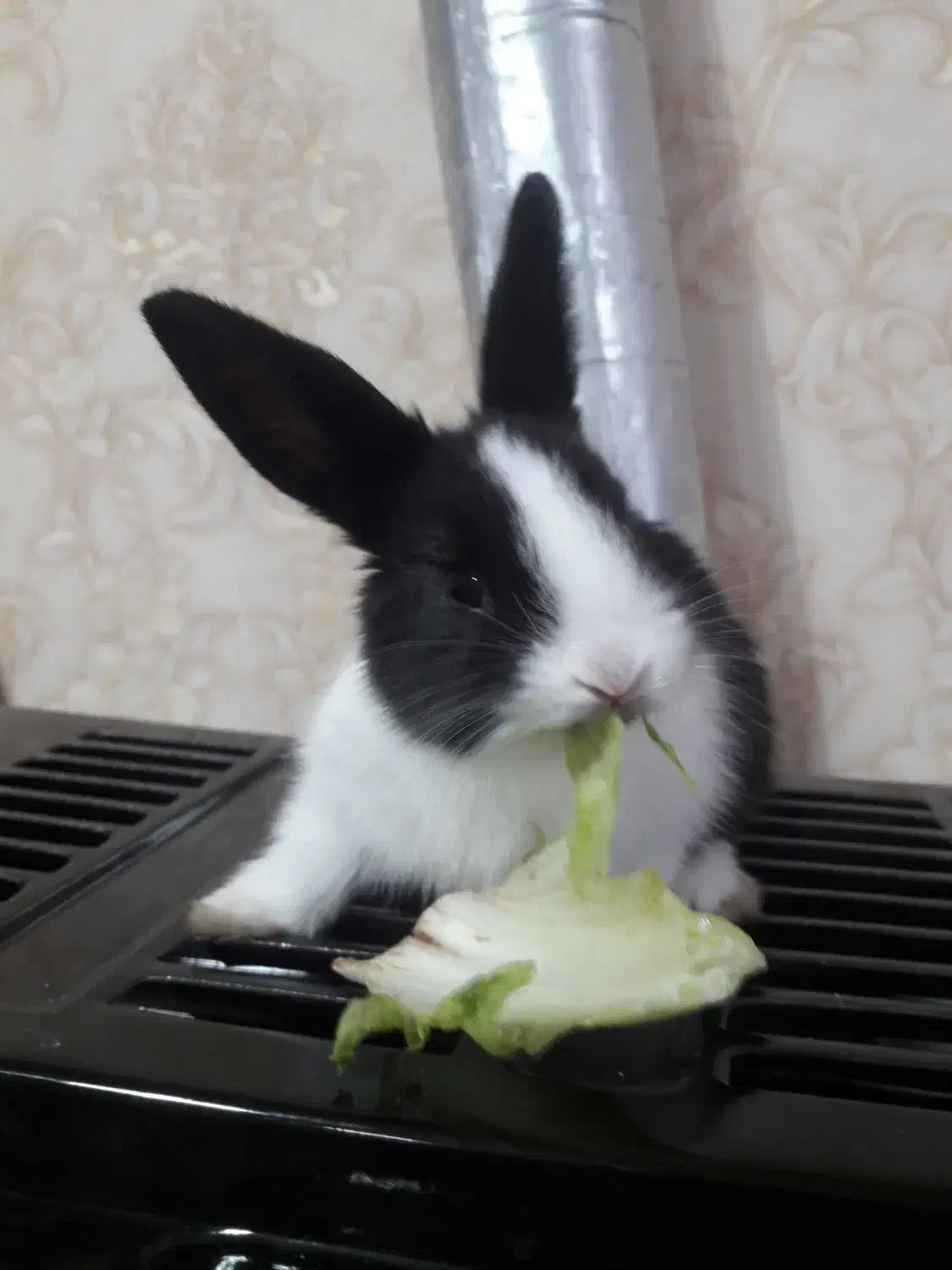 خرگوش ۱ماهه|موش و خرگوش|تبریز, |دیوار