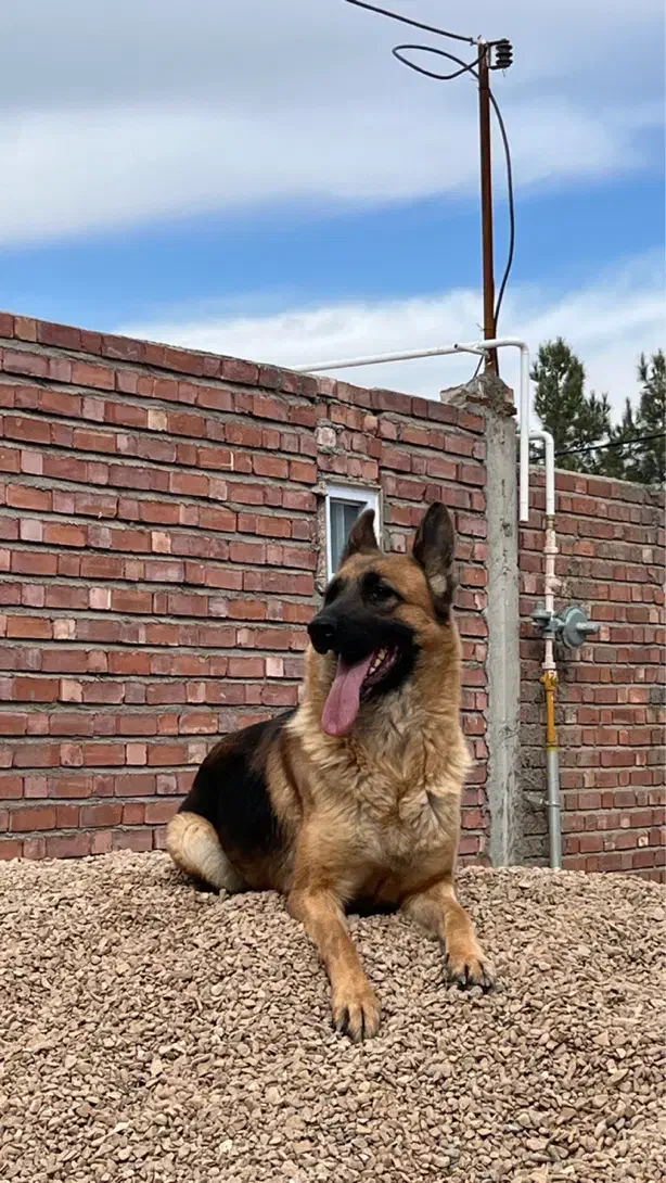 سگ ژرمن|سگ|کرمان, |دیوار