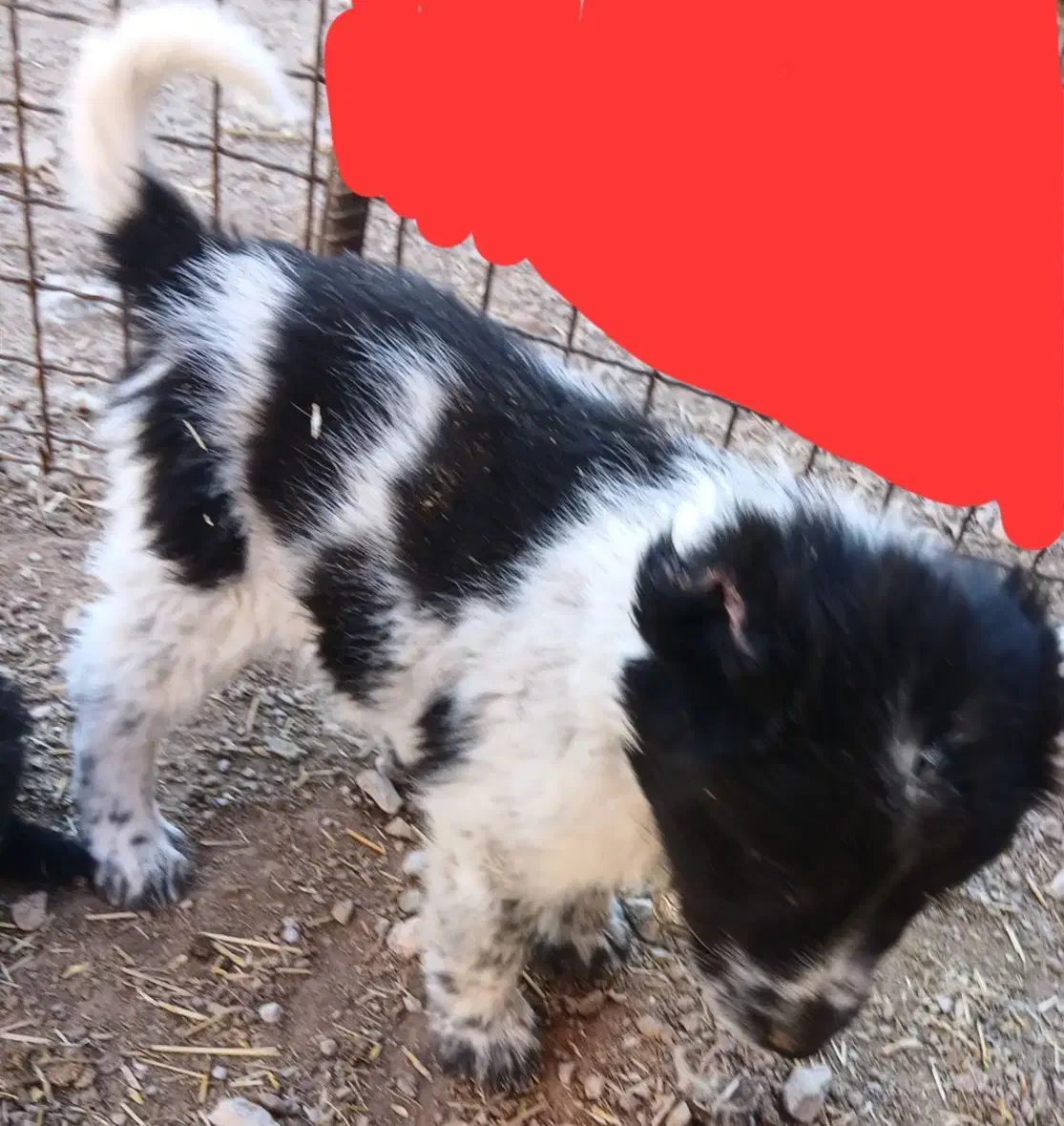 توله قدرجونی|سگ|خرمآباد, |دیوار