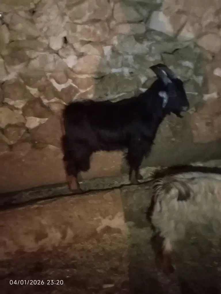 سالم|حیوانات مزرعه|کازرون, |دیوار