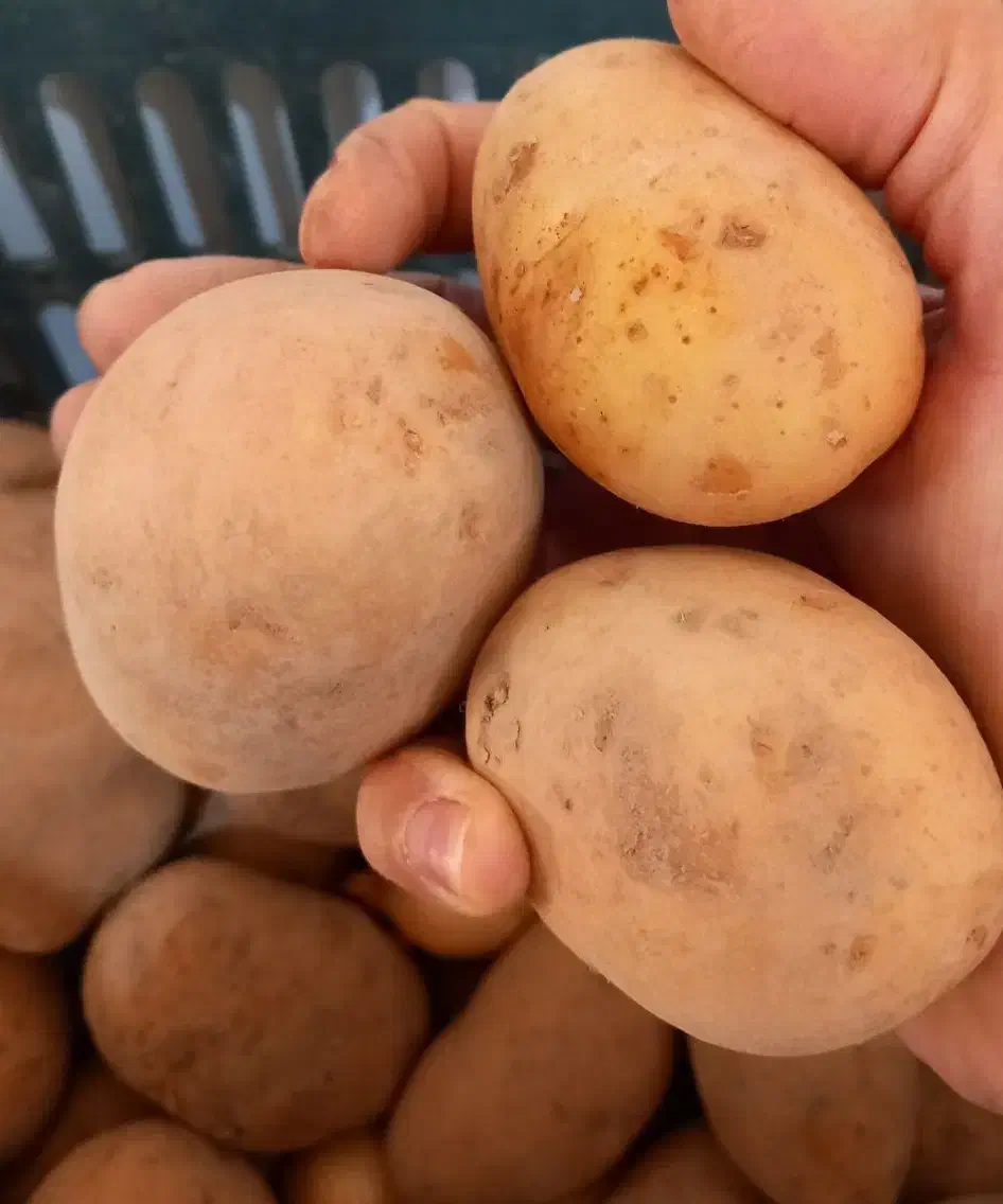 سیب زمینی|خوردنی و آشامیدنی|قیدار, |دیوار