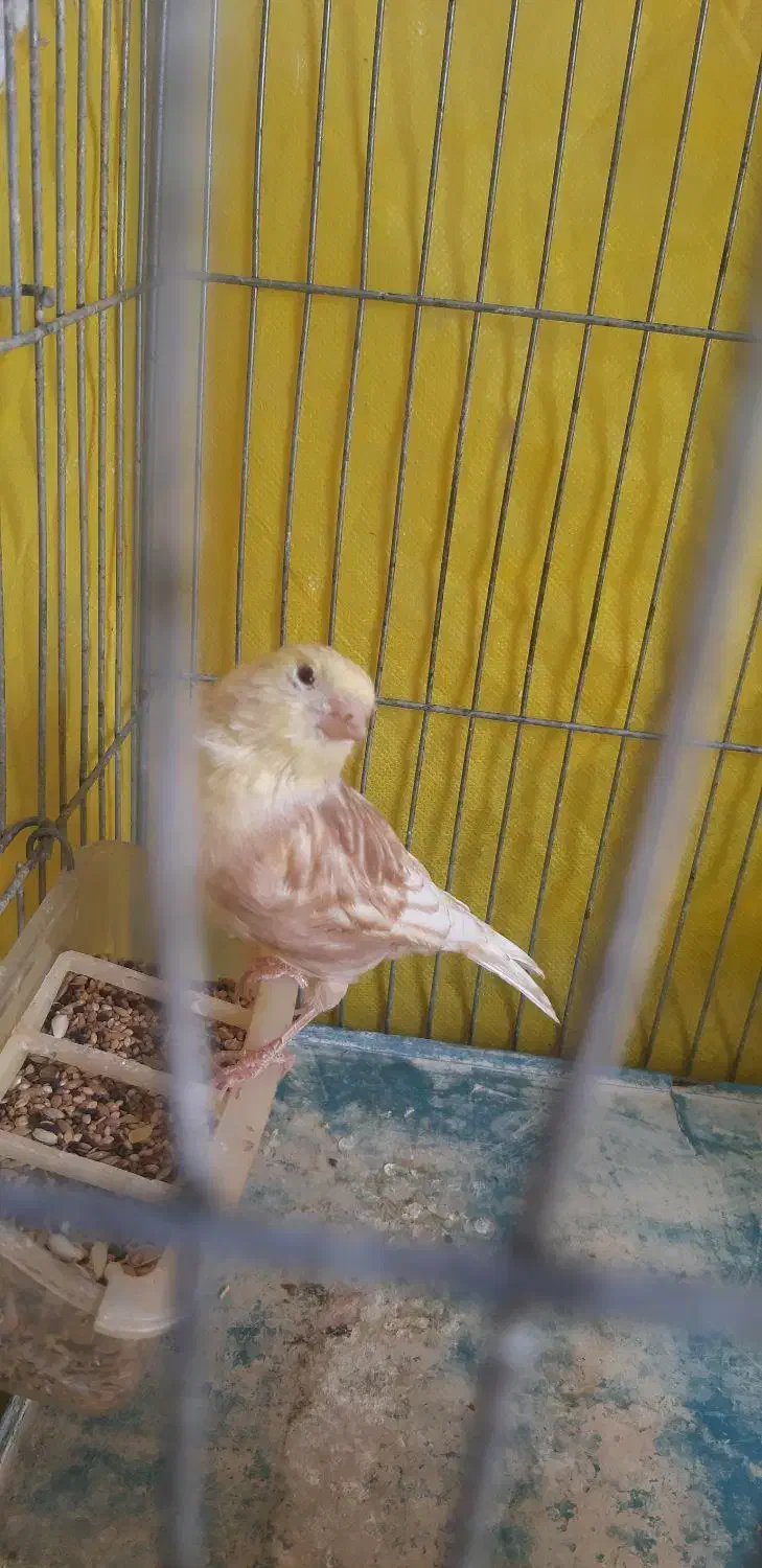 قناری نر|پرنده|ایلام, |دیوار