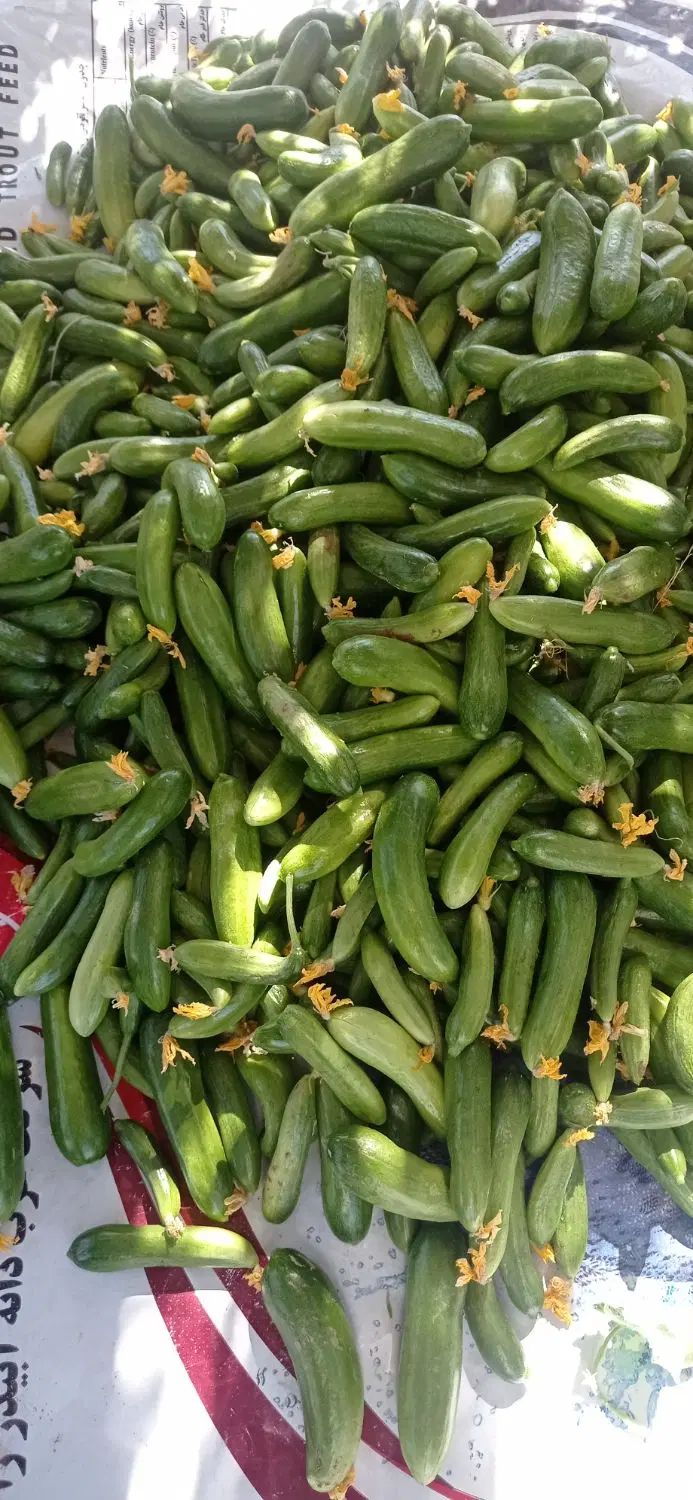 خیار|خوردنی و آشامیدنی|سنندج, |دیوار