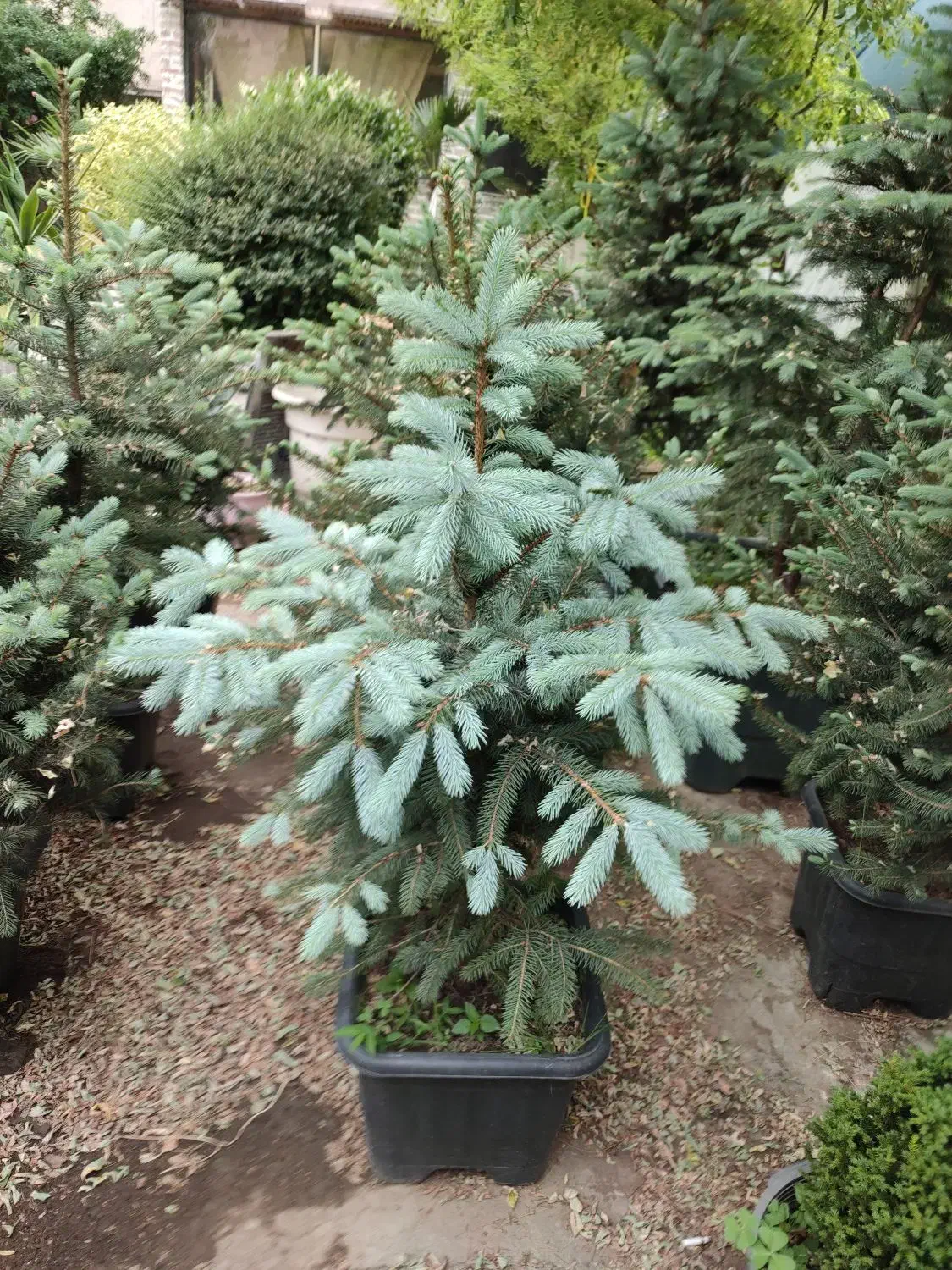 کاج نوئل آبی / ۵۰ درصد تخفیف|گل و گیاه طبیعی|تهران, صادقیه|دیوار