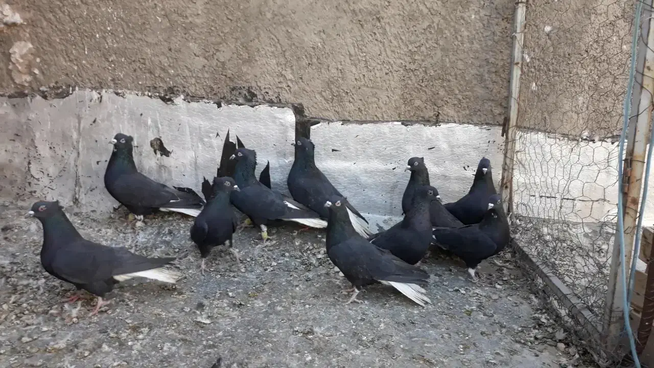 کبوتر های زیل دم سفید مخصوص عشق بازا|پرنده|قزوین, |دیوار