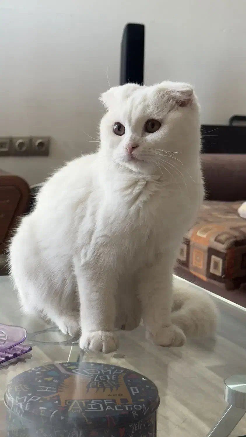 گربه اسکاتیش اصیل|گربه|کرمان, |دیوار