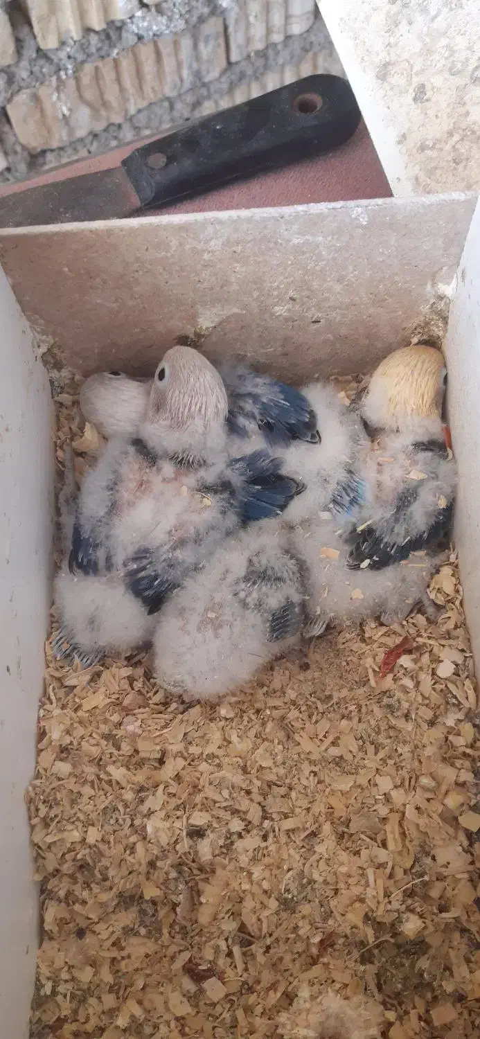 جفت کوتوله مولد|پرنده|داراب, |دیوار