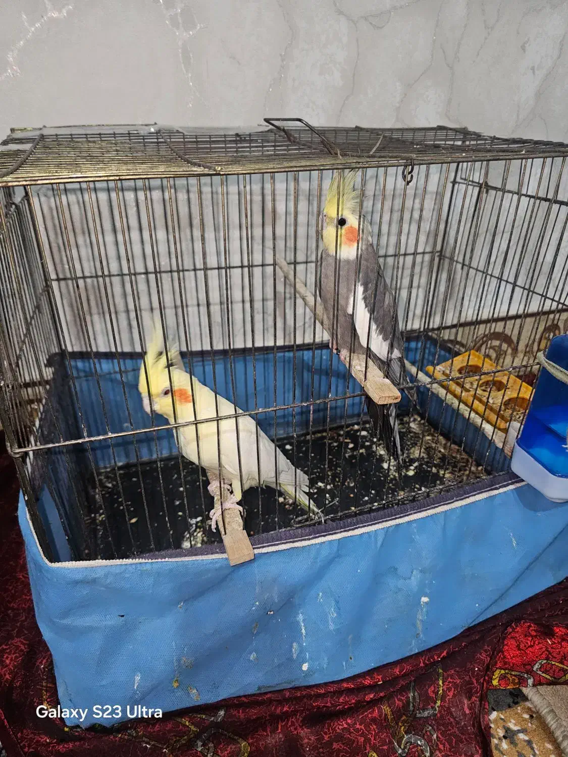 عروس هلندی|پرنده|سعدآباد, |دیوار