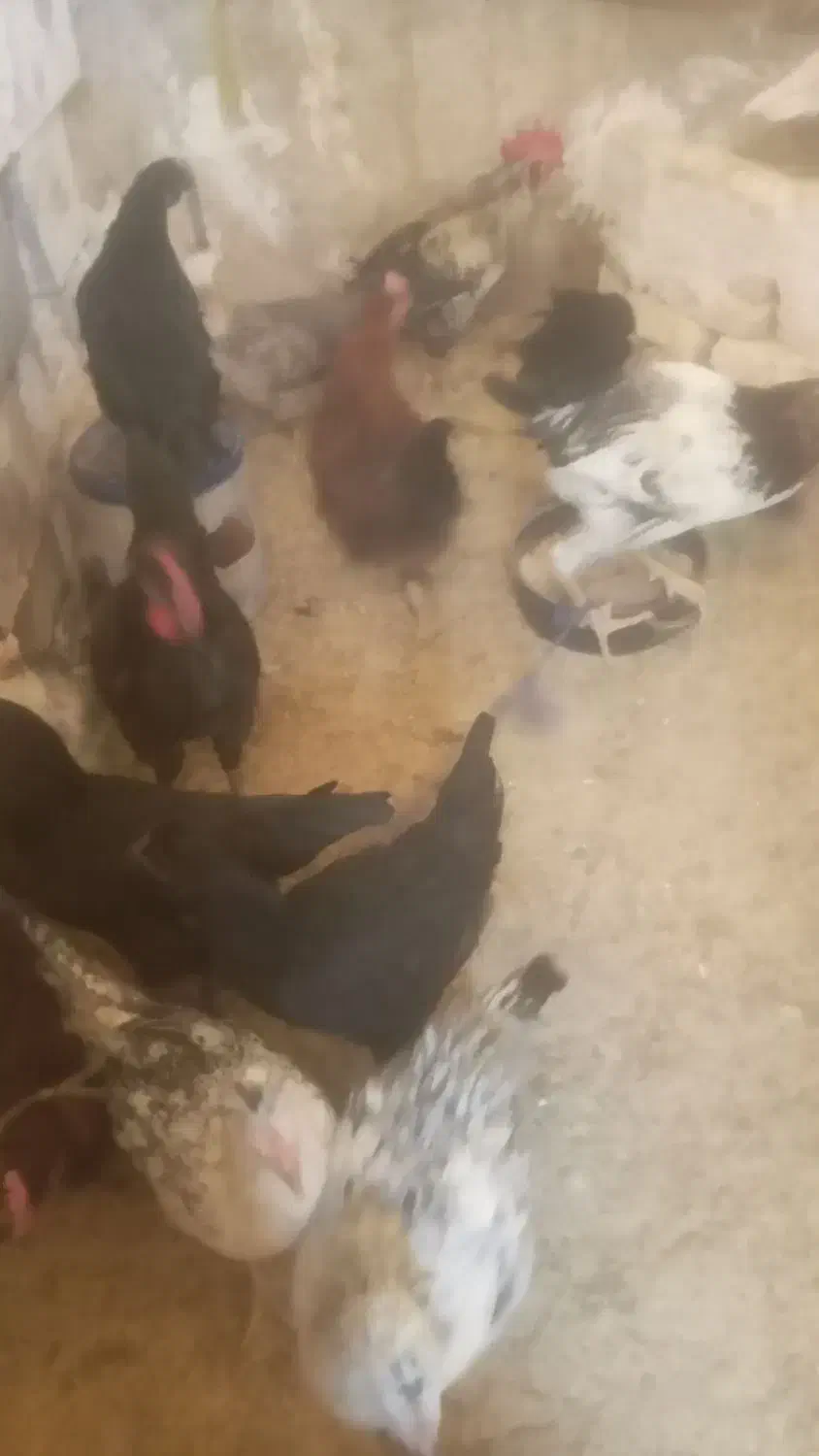 خروس محلی|حیوانات مزرعه|شیراز, ده پیاله|دیوار