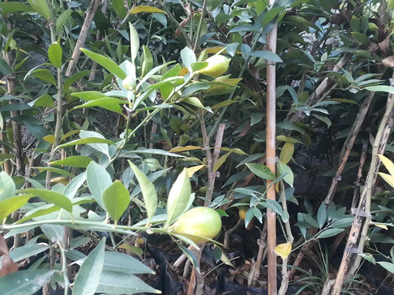 نهال لیموترش لایم کوات قیمت ۳۹۰۰۰۰|خدمات باغبانی و درختکاری|ارطه, |دیوار