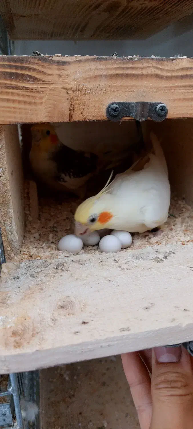 جفت مولد عروس هلندی جوجه عروس هلندی ،عروس مولد|پرنده|وحیدیه, |دیوار