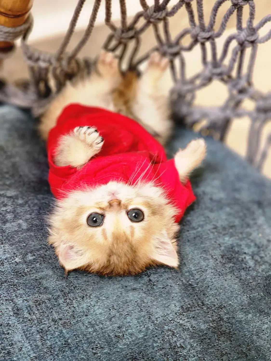 گلد نر|گربه|تهران, جوادیه تهرانپارس|دیوار