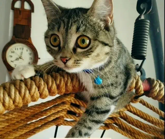 گمشده|گربه|گرگان, |دیوار