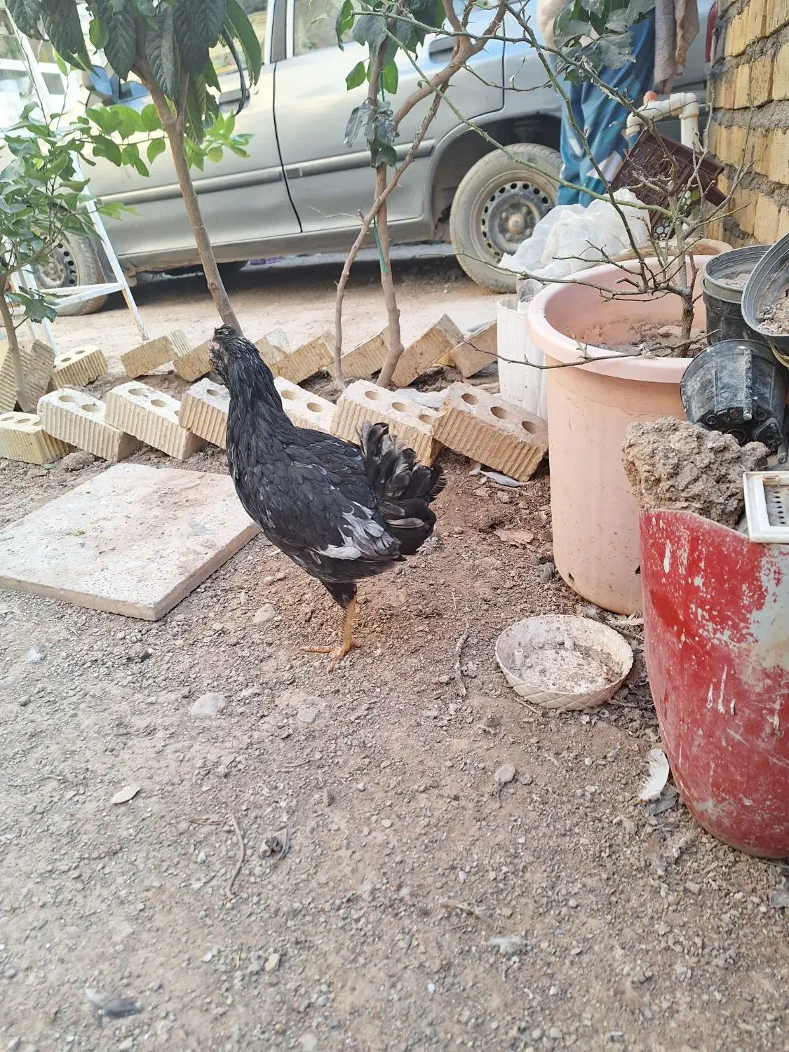 جوجه گلین اصل کفتر سینه سرخ ماده|حیوانات مزرعه|طسوج, |دیوار