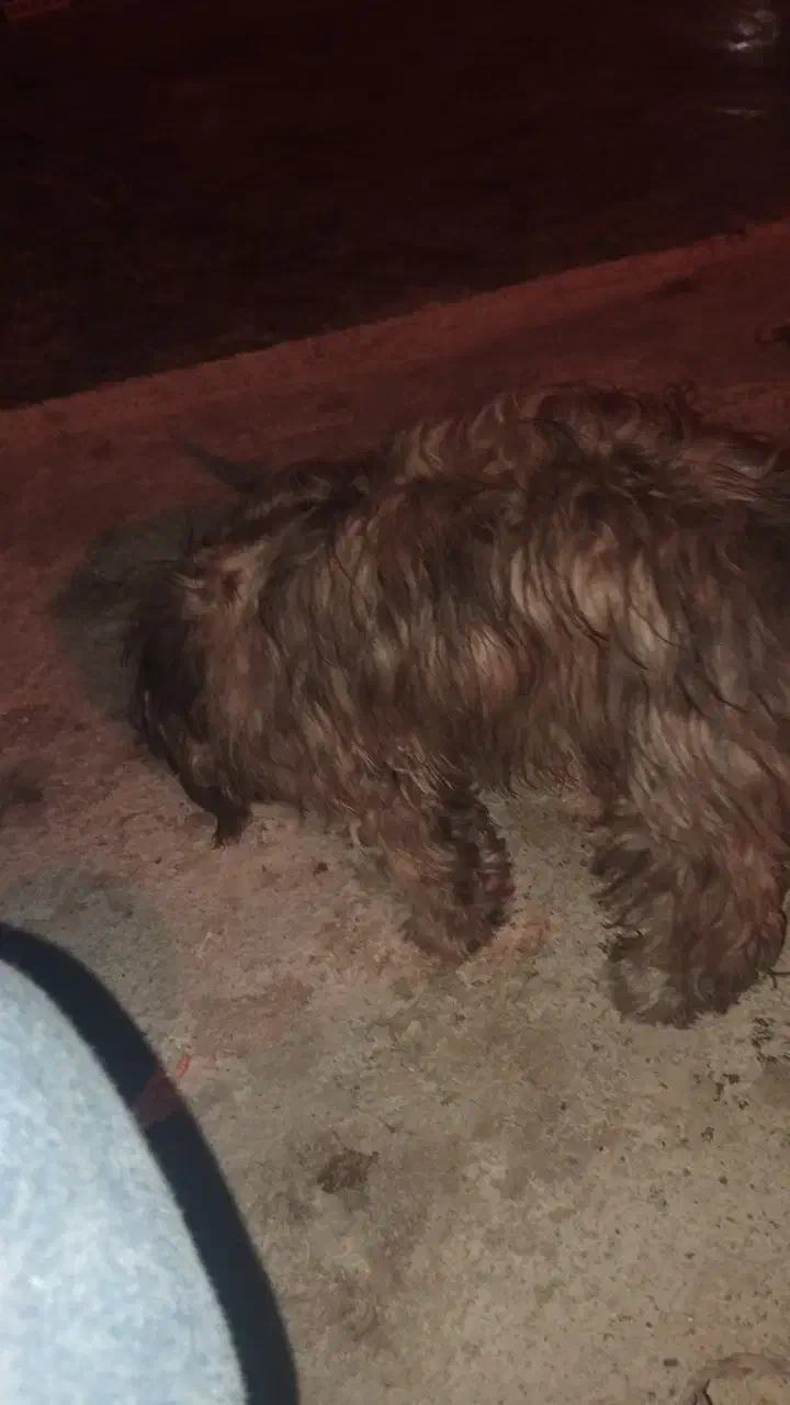 سگ شیتزو تربیت شده|سگ|امیدیه, |دیوار