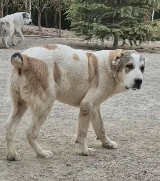 توله . بالغ . نگهبان . سگ آلابای|سگ|رباطکریم, رباطکریم|دیوار