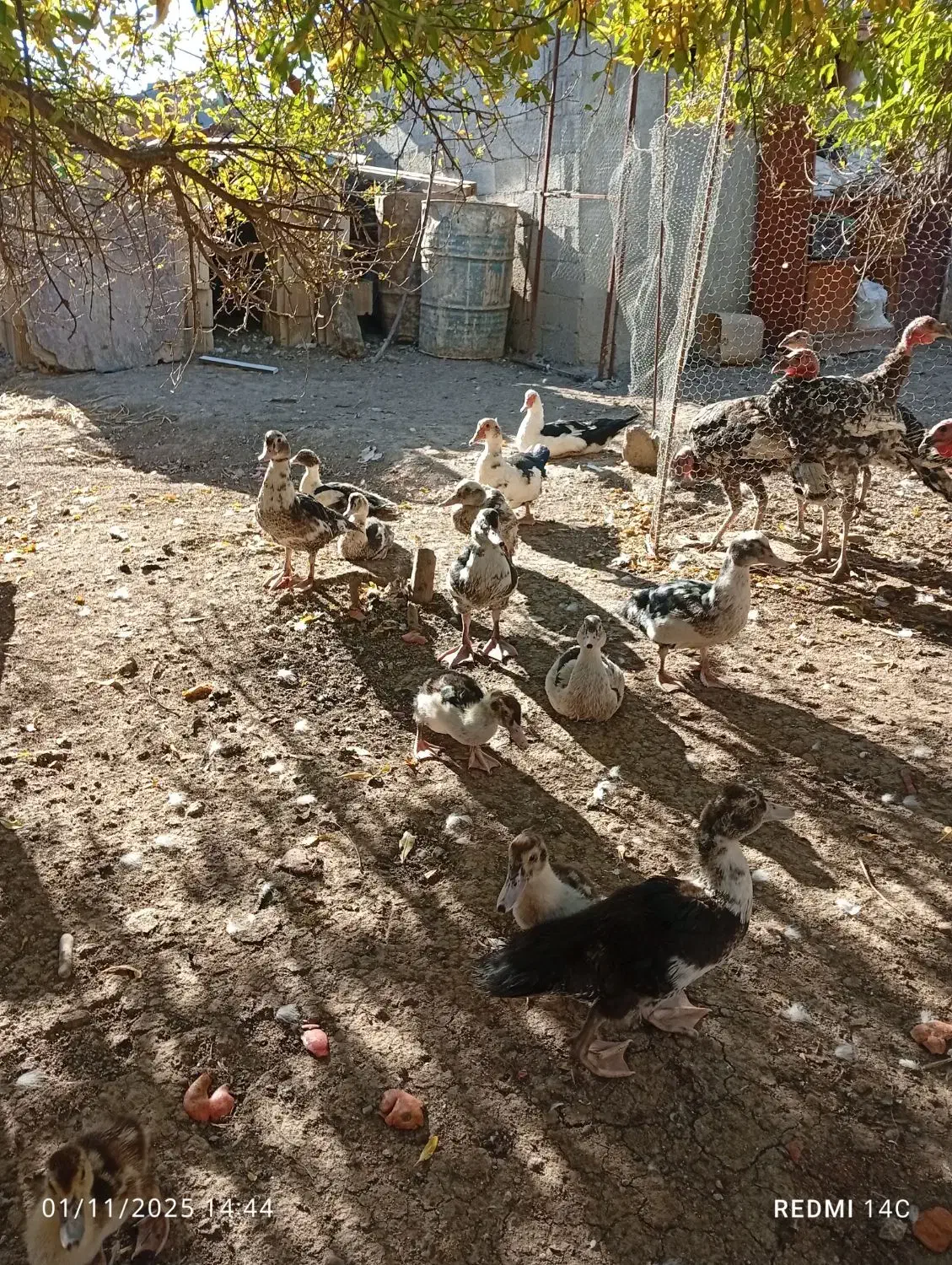 غاز و اوردک اسراعیلی|حیوانات مزرعه|قشلاق دشت, |دیوار