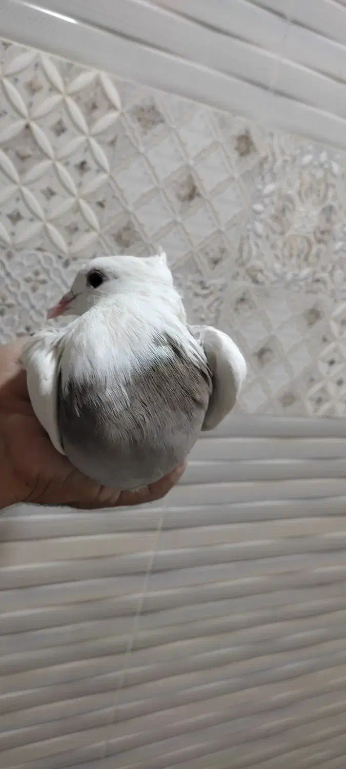 کبوتر طوقی|پرنده|شاهین‌شهر, گزبرخوار|دیوار