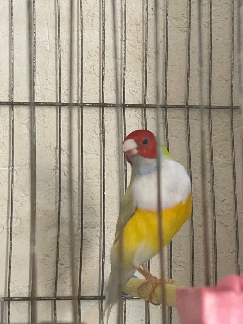 فنچ گلدین|پرنده|مشگین شهر, |دیوار