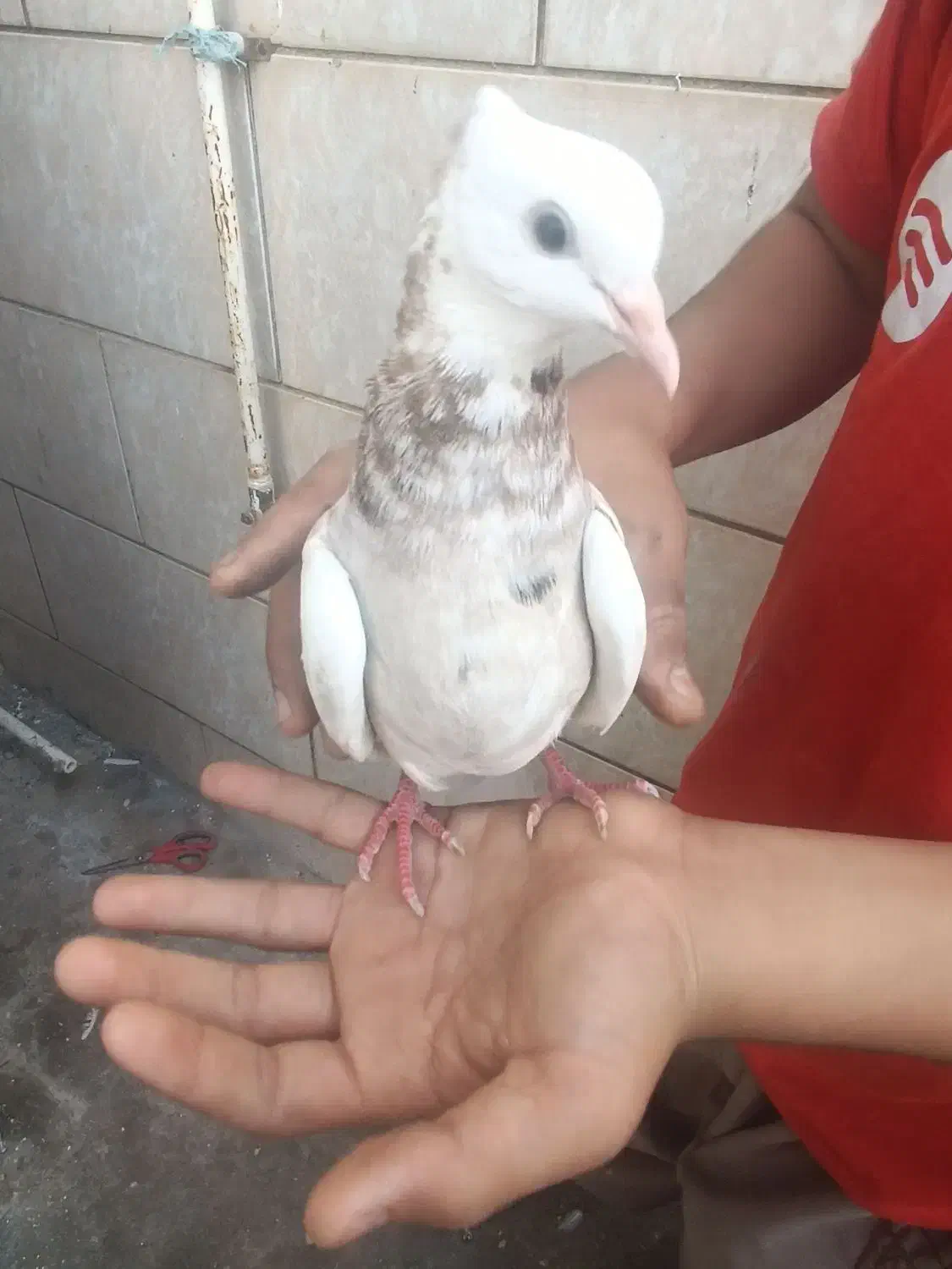 طوقی|پرنده|دهدشت, |دیوار