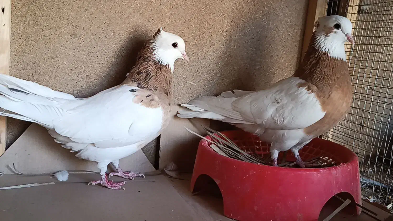 جفت طوقی زرد خالسیاه لامرد|پرنده|لامرد, |دیوار