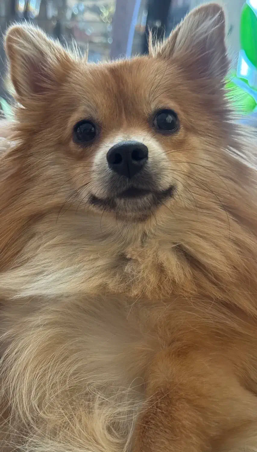 سگ پامرانین|سگ|تهران, جوادیه|دیوار