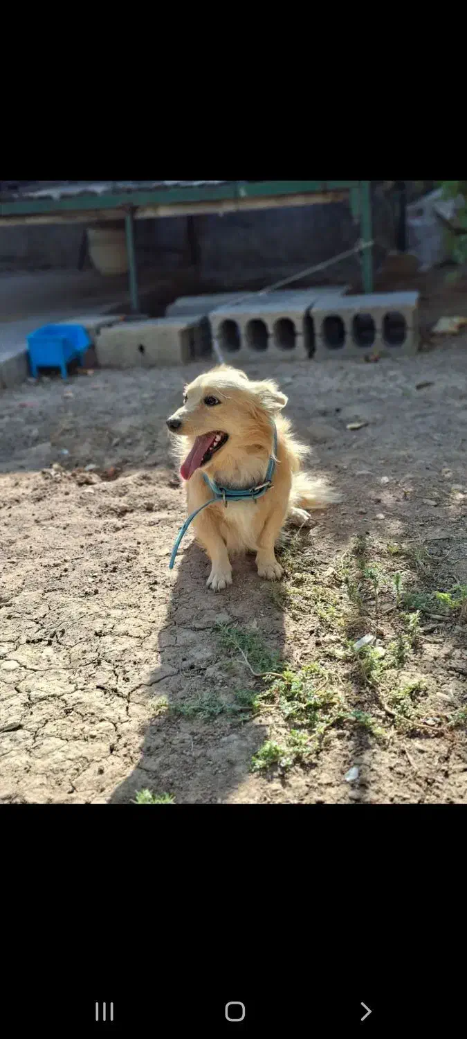 سگ پامر روباهی|سگ|سرپل ذهاب, |دیوار