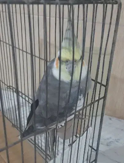 عروس هلندی بالغ|پرنده|فردیس, شهرک وحدت|دیوار