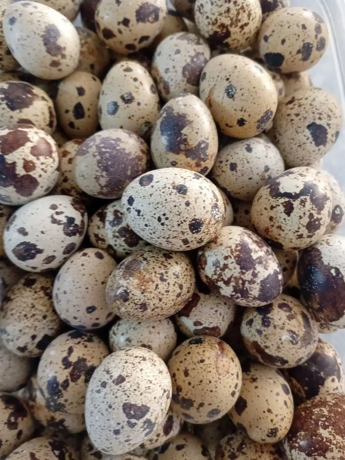 تخم نطفه دار وخوراکی بلدرچین وبلدرچین|حیوانات مزرعه|زاوه, |دیوار