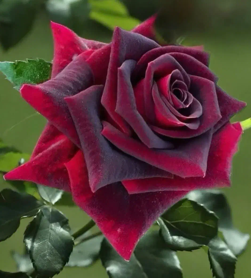 ریشه رز رونده و هلندی|گل و گیاه طبیعی|محلات, |دیوار