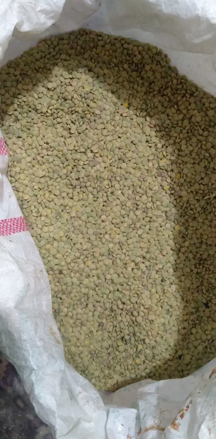 عدس خلخال|عمده‌فروشی|رشت, سلیمانداراب|دیوار