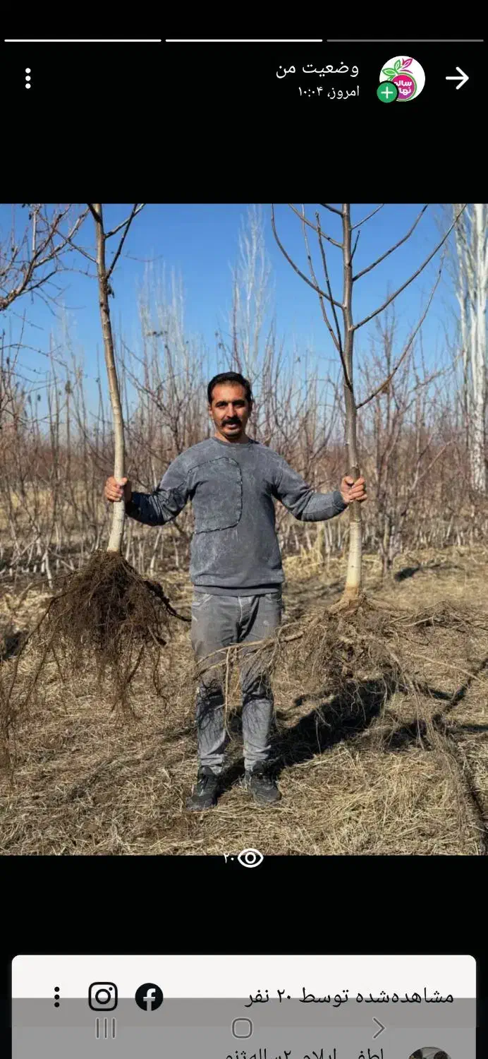 نهال‌گردو پربار، سودطلایی|خدمات باغبانی و درختکاری|جوانرود, |دیوار