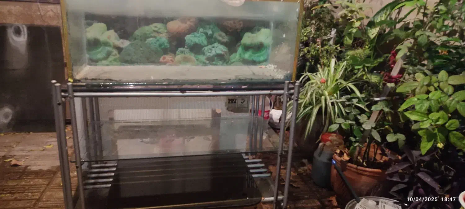 اکواریوم|ماهی|قرچک, شهرک گلها|دیوار