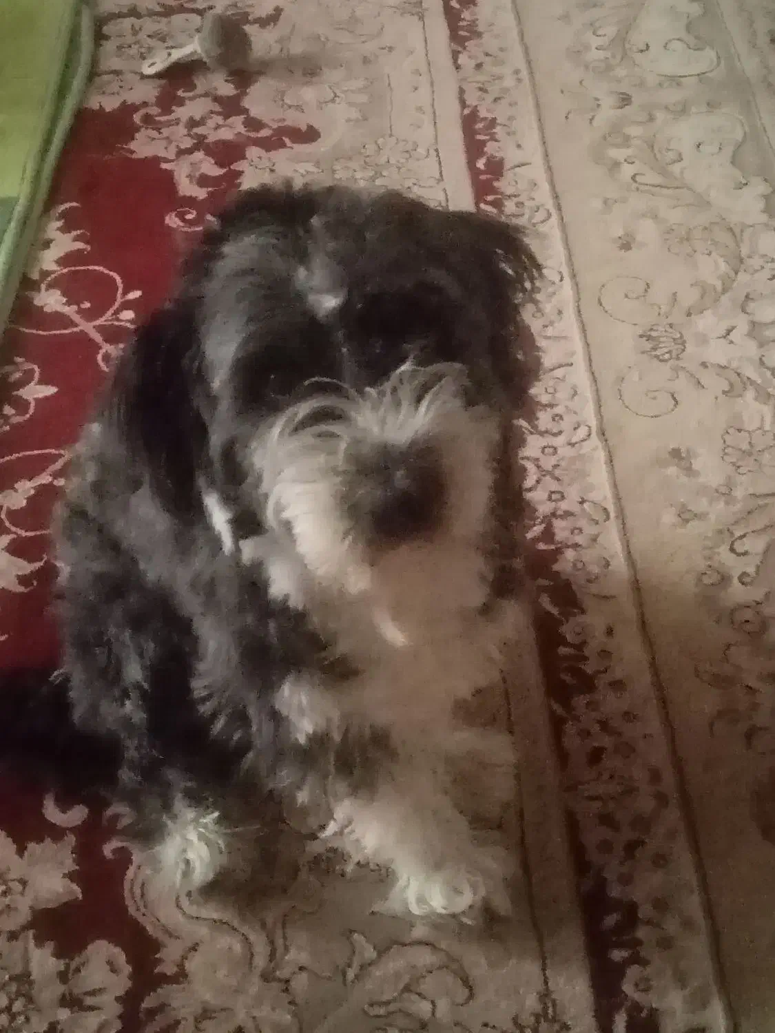 یک سگ پاکوتاه|سگ|تهران, حر|دیوار