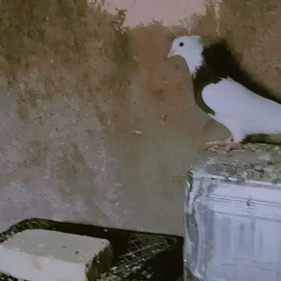 یک جفت کبوتر طوقی کاکلی|پرنده|مهریز, |دیوار