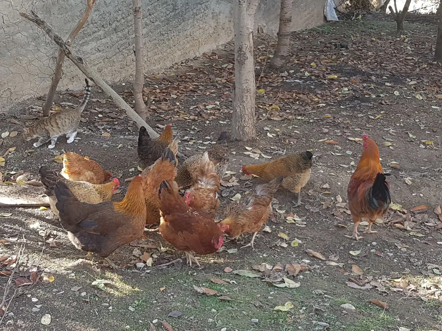 مرغ محلی تخم گزار|حیوانات مزرعه|مینودشت, |دیوار