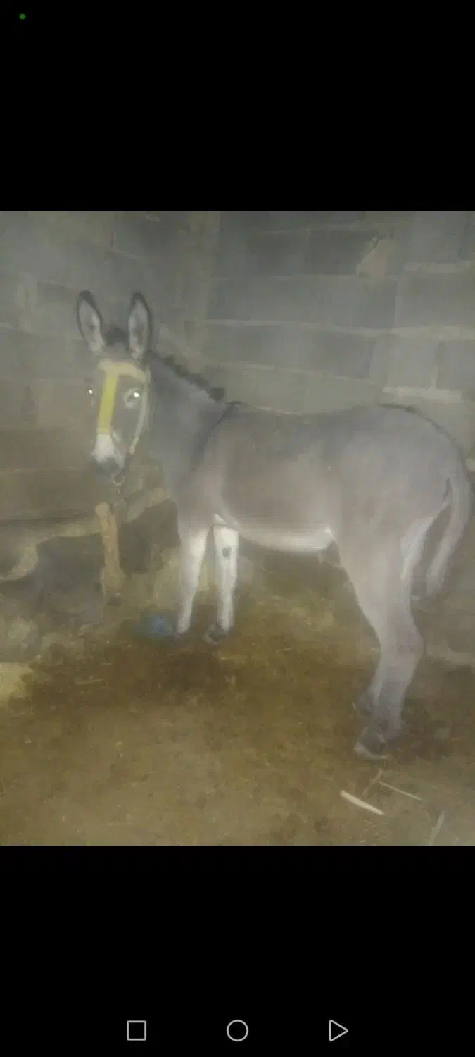 خر نر ۴ساله|حیوانات مزرعه|شیروان (خراسان), |دیوار