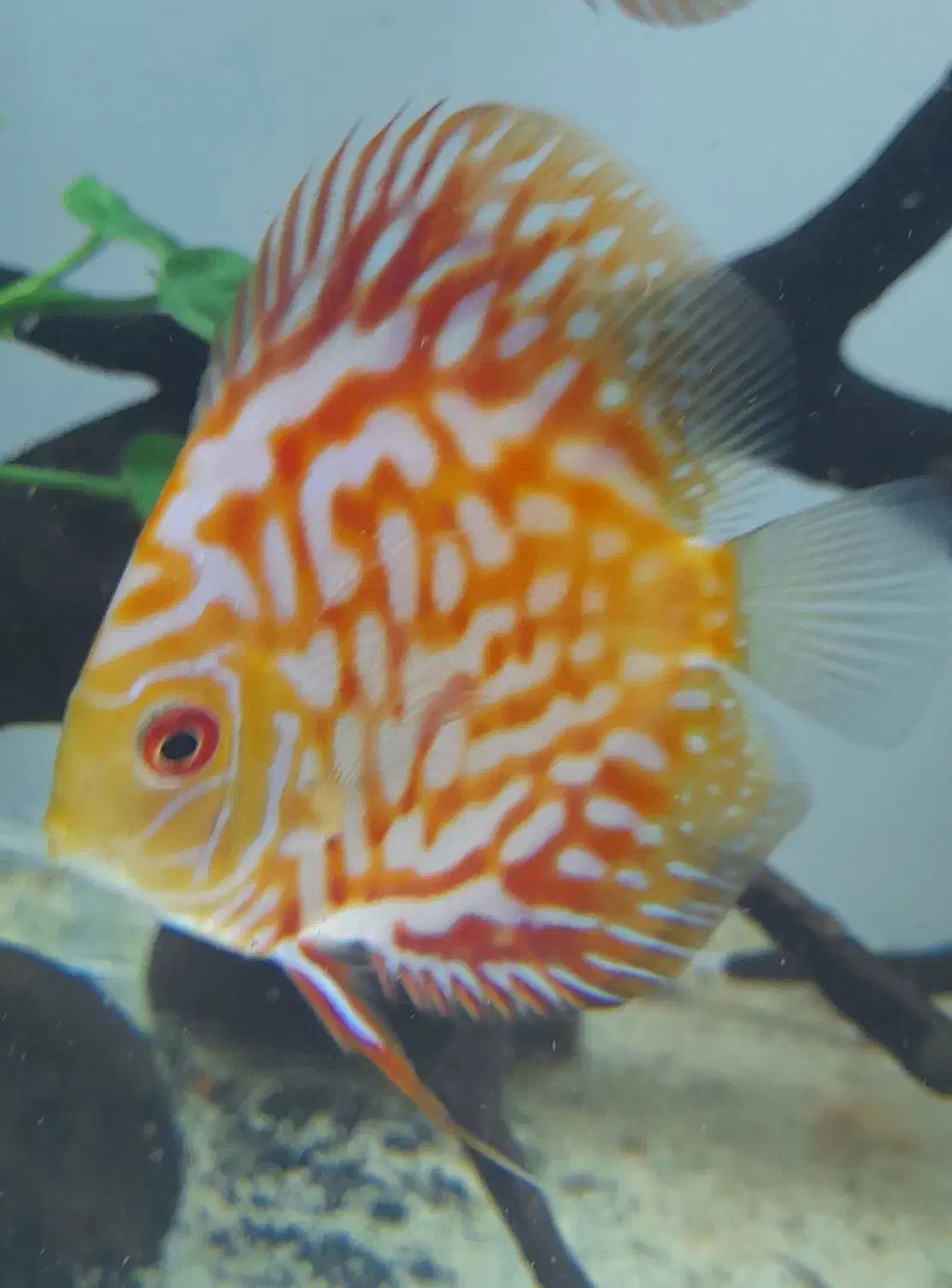 ماهی دیسکس ۲ قطعه|ماهی|تهران, مهرآباد جنوبی|دیوار