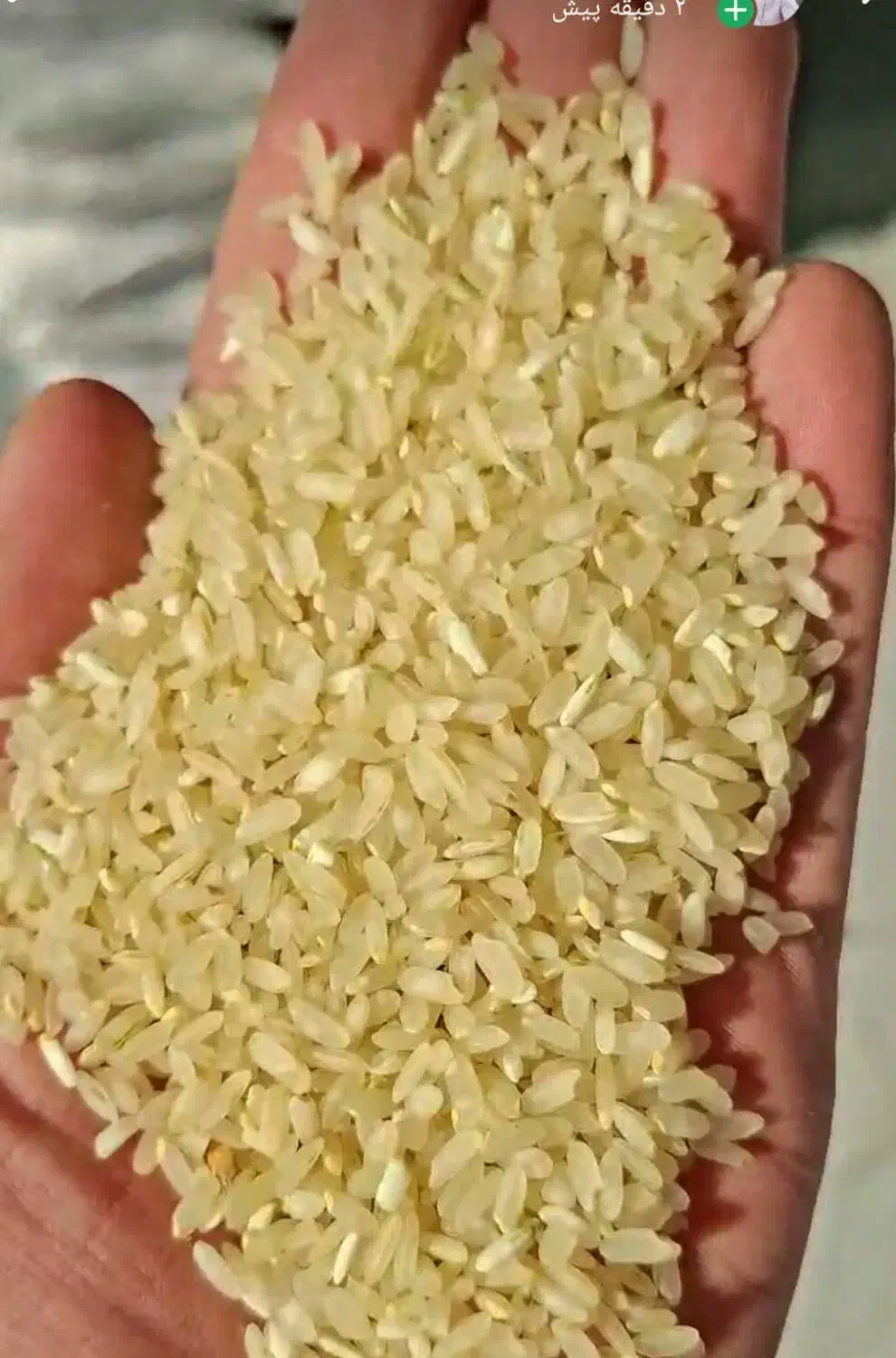 برنج کامفیروزی نو درجه یک|خوردنی و آشامیدنی|جهرم, |دیوار