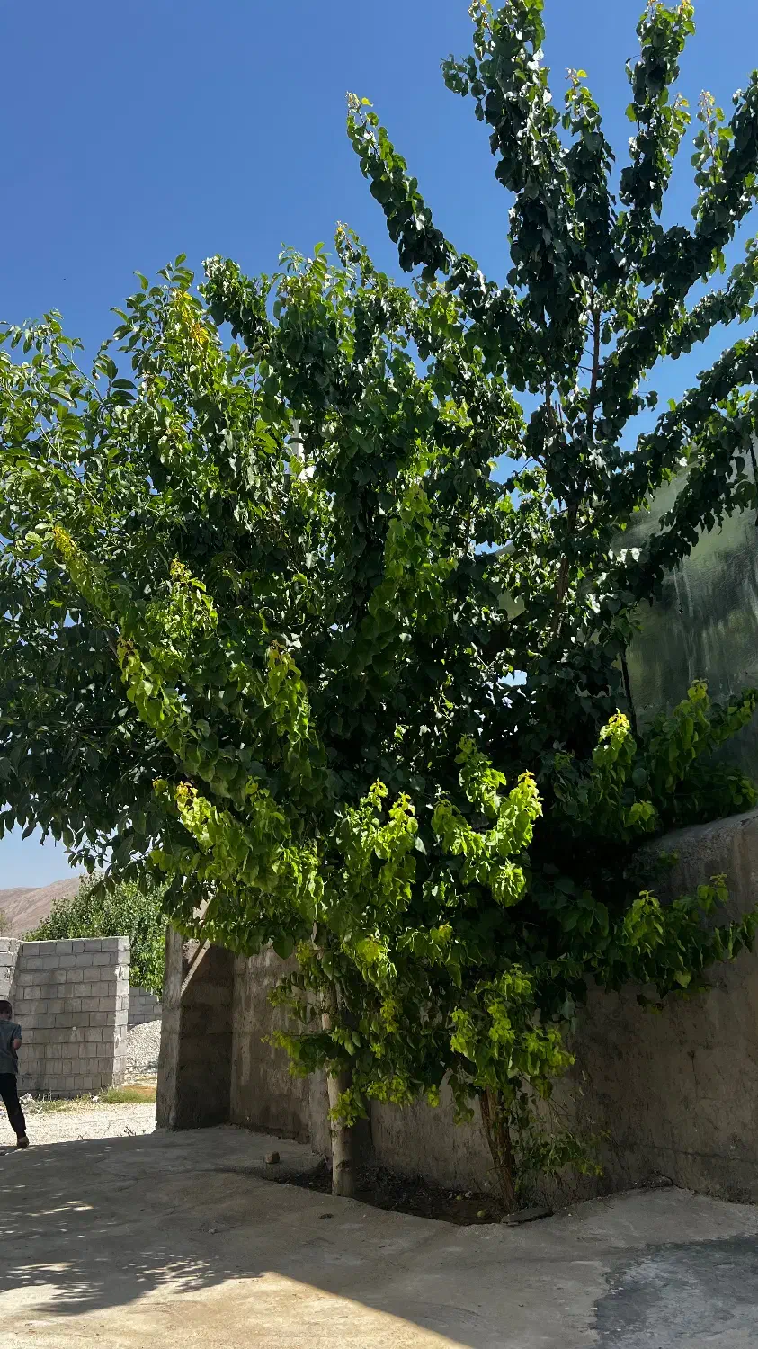 پیش فروش واحد مسکن مهر بانک کشاورزیE5|پیشفروش املاک|فولادشهر, مسکن مهر فولادشهر|دیوار