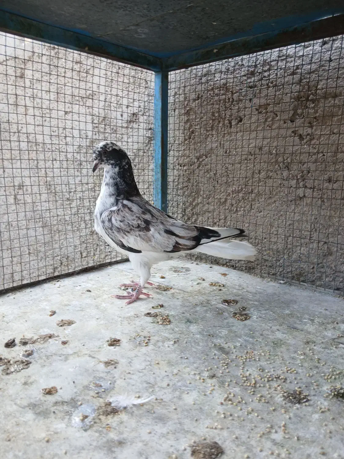 کبوتر|پرنده|اصفهان, مارچین|دیوار