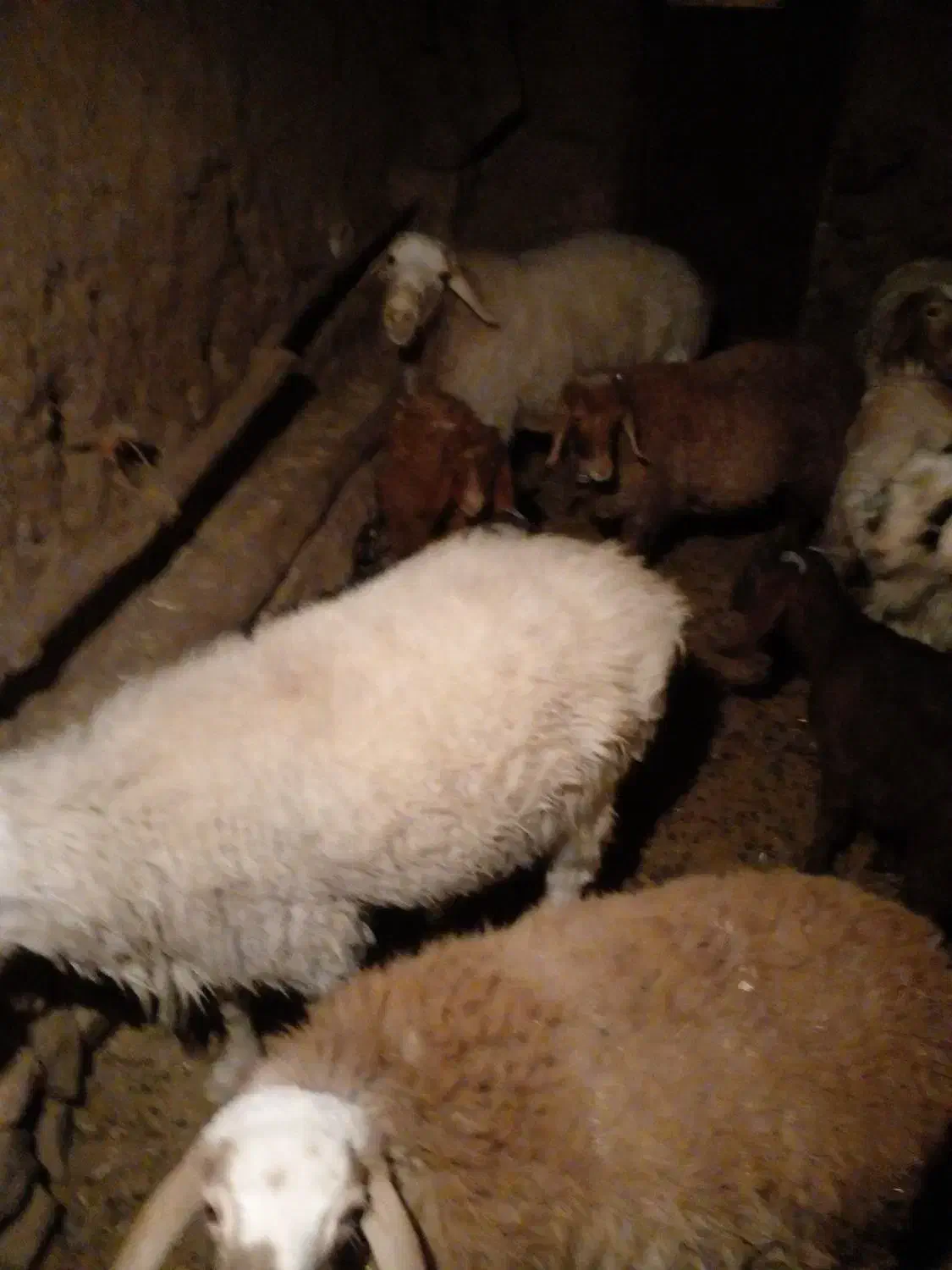 گوسفند ولایتی بره|حیوانات مزرعه|سده (خراسان جنوبی), |دیوار