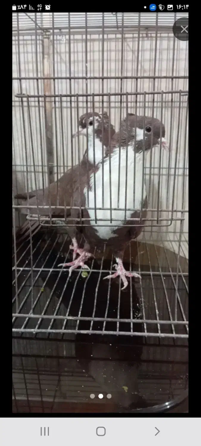 کفتر ریش یا کرباتی|پرنده|مشهد, امین آباد|دیوار