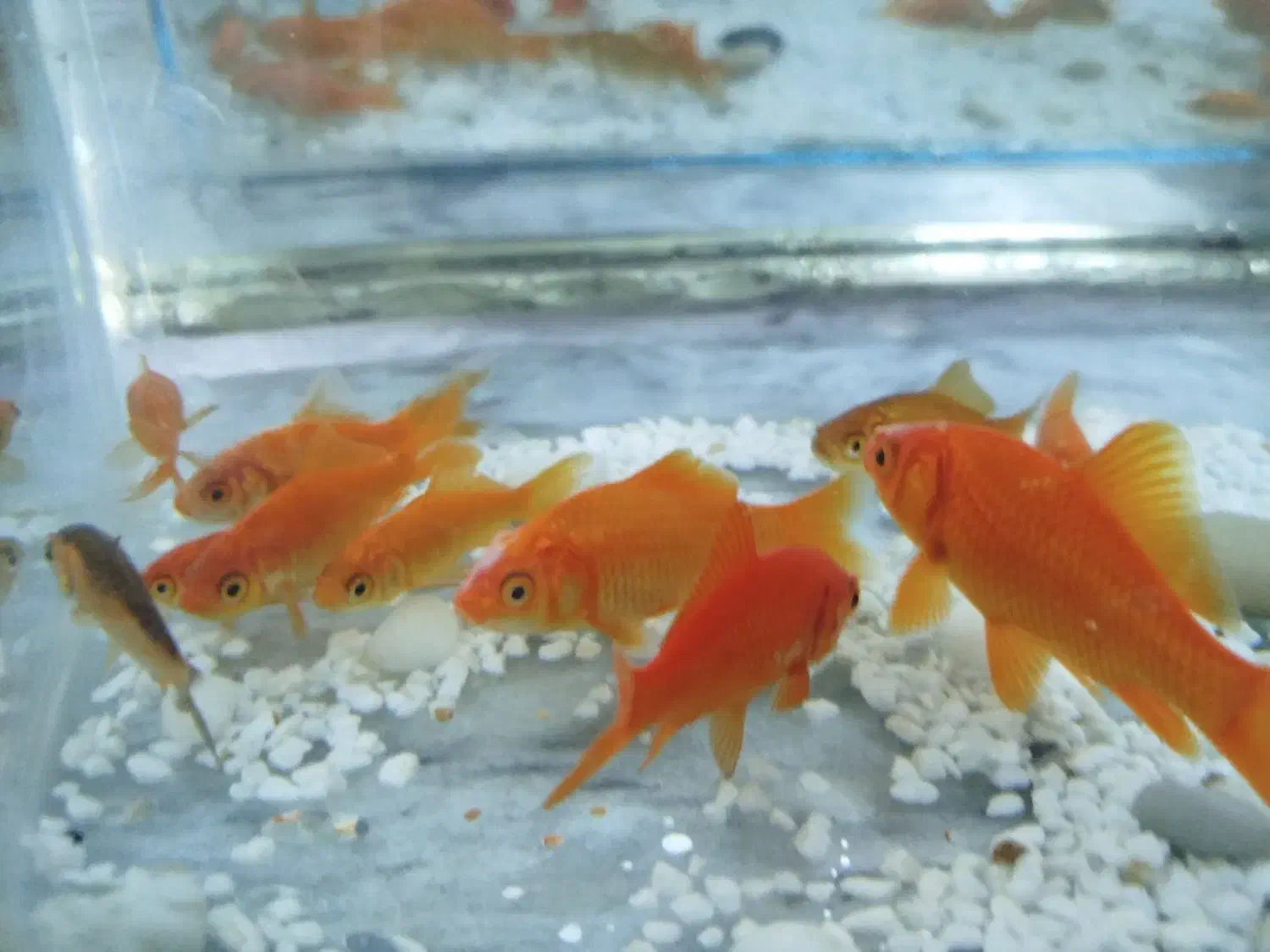 ماهی قرمز|ماهی|شاهرود, |دیوار