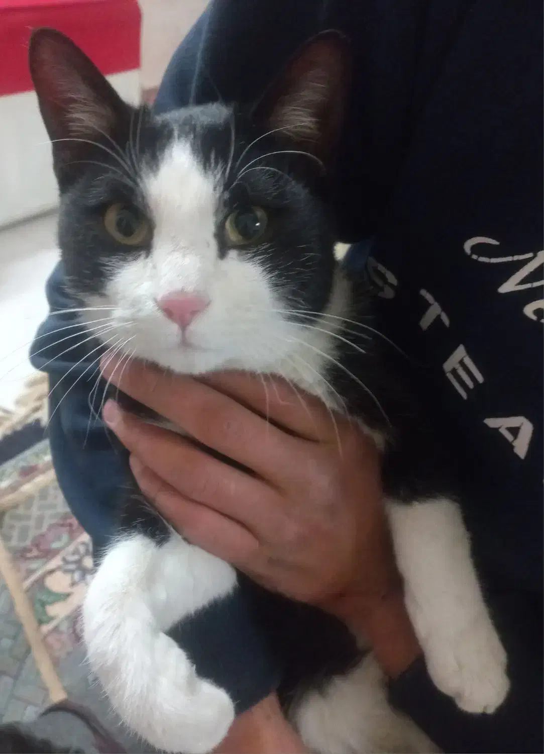 گربه|گربه|شاهرود, |دیوار